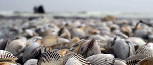 Muscheln am Strand.