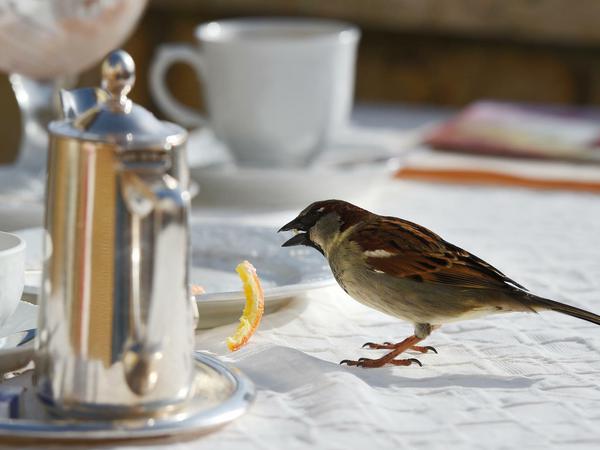 Ein Spatz sitzt am 30.03.2014 in Langenargen (Baden-Württemberg) in einem Cafe auf einem Tisch und schnappt sich eine Orangenschale.
