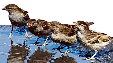 Ein kühlendes Fußbad nehmen vier Spatzen am 5.8.2003 in einer Pfütze in Berlin