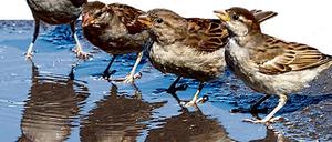 Ein kühlendes Fußbad nehmen vier Spatzen am 5.8.2003 in einer Pfütze in Berlin