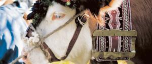 Eine geschmückte Kuh mit Glocke in Krün (Bayern) auf beim traditionellen Almabtrieb. Tierschützer fordern ein Verbot für die Kuhglocken. 