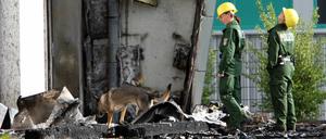 Spürhunde der Berliner Polizei sind in Nauen (Brandenburg) vor der abgebrannten Turnhalle im Einsatz. Ganz in der Nähe halten die Berliner Grünen ihre jährliche Fraktionsklausur ab.