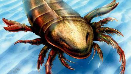Vor 460 Millionen Jahren lebten mannsgroße Skorpione im Meer.