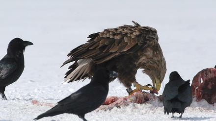 Seeadler beim Fressen eines Kadavers. Die Vögel sondern größere Munitionsreste gezielt aus, haben Berliner Wildtierbiologen festgestellt. 