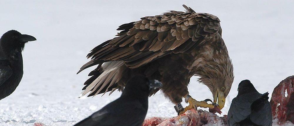 Seeadler beim Fressen eines Kadavers. Die Vögel sondern größere Munitionsreste gezielt aus, haben Berliner Wildtierbiologen festgestellt.