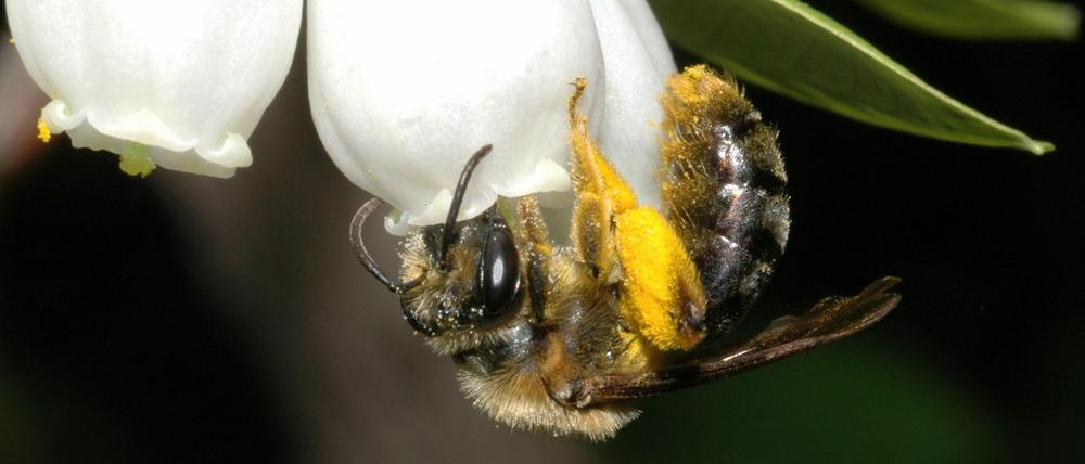 Die Stiftung Naturschutz will am Vivantes-Hospiz in Tempelhof einen Wildgarten anlegen.