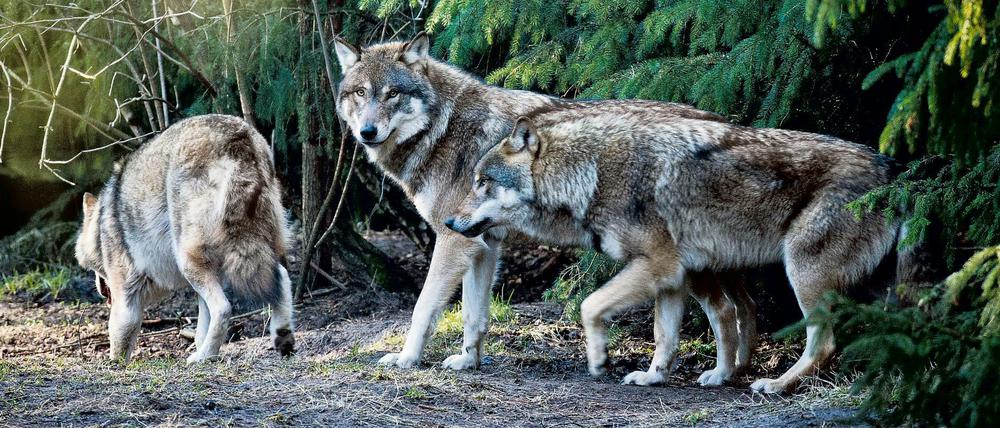 Wölfe (Canis lupus) in ihrem Gehege im Wildpark Schorfheide in Groß Schönebeck (Brandenburg).