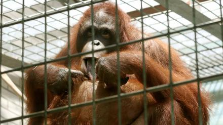 Das Orang-Utan Weibchen Manggali (übersetzt: schönes Mädchen) beobachtet am 01.09.2015 im Zoo in Duisburg (Nordrhein-Westfalen) die Umgebung. Am späten Montagnachmittag (31.08.2015) waren zwei Orang-Utan Männchen aus ihrem Gehege ausgebrochen. Ein Tier musste erschossen werden.