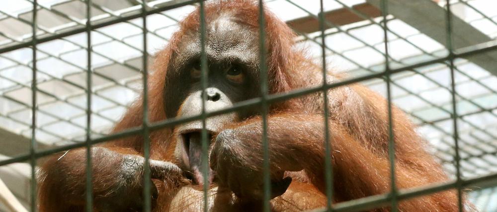 Das Orang-Utan Weibchen Manggali (übersetzt: schönes Mädchen) beobachtet am 01.09.2015 im Zoo in Duisburg (Nordrhein-Westfalen) die Umgebung. Am späten Montagnachmittag (31.08.2015) waren zwei Orang-Utan Männchen aus ihrem Gehege ausgebrochen. Ein Tier musste erschossen werden.