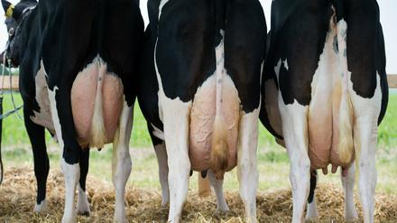 Volle Euter, leere Kassen. Kühe geben immer mehr Milch, aber die Bauern bekommen immer weniger dafür.