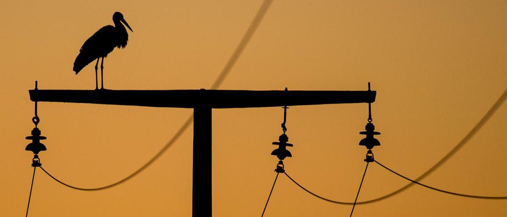 Der Senat muss sich festlegen, wer in Berlin künftig bei Strom, Gas und Fernwärme die Netze betreibt.
