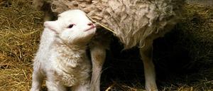 Klonschaf "Dolly" mit seinem natürlich zur Welt gekommenen Nachwuchs "Bonnie". Mit sechs Jahren musste "Bonnie" wegen einer Lungeninfektion eingeschläfert werden. Die normale Lebenserwartung für Schafe beträgt etwa zwölf Jahre.