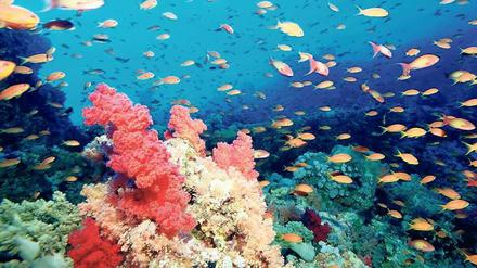 Bilden Fische wirklich einen „Harem“? Biologen sind nicht immer dagegen gefeit, unreflektiert Begriffe aus der Menschen- auf die Tierwelt zu übertragen – inklusive menschlicher Vorstellungen von den Geschlechterrollen. Reflexion hilft. 