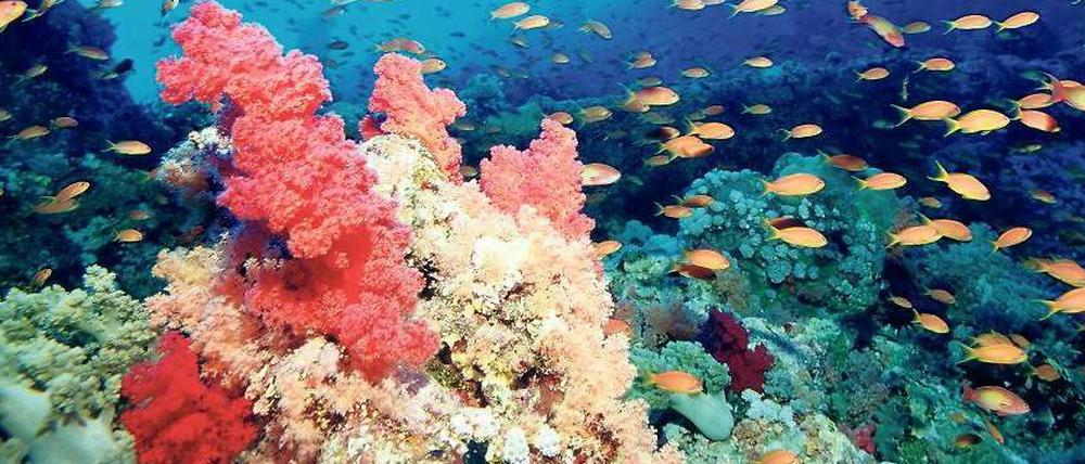 Bilden Fische wirklich einen „Harem“? Biologen sind nicht immer dagegen gefeit, unreflektiert Begriffe aus der Menschen- auf die Tierwelt zu übertragen – inklusive menschlicher Vorstellungen von den Geschlechterrollen. Reflexion hilft.