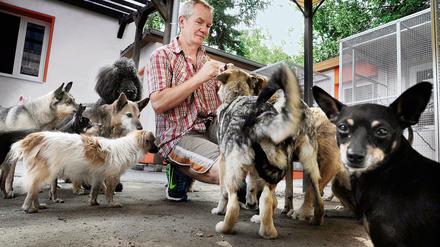 Voll lecker! Wenn Hartmut Benter Naschzeug an die Hundeschar verteilt, geht es ganz gesittet zu, denn für wilde Kämpfe sind die Tiere viel zu alt. 