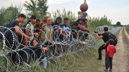 Syrische Flüchtlinge versuchen am 25.08.2015 von der serbischen Seite den Grenzzaun an der ungarisch-serbischen Grenze bei Röszke zu überwinden. 