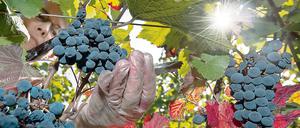 Die sommerliche Hitze hat bei Berlins Reben der Fäulnis vorgebeugt.