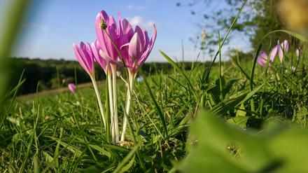 Im Frühjahr soll der Kiez im bunten Blütenmeer erstrahlen.