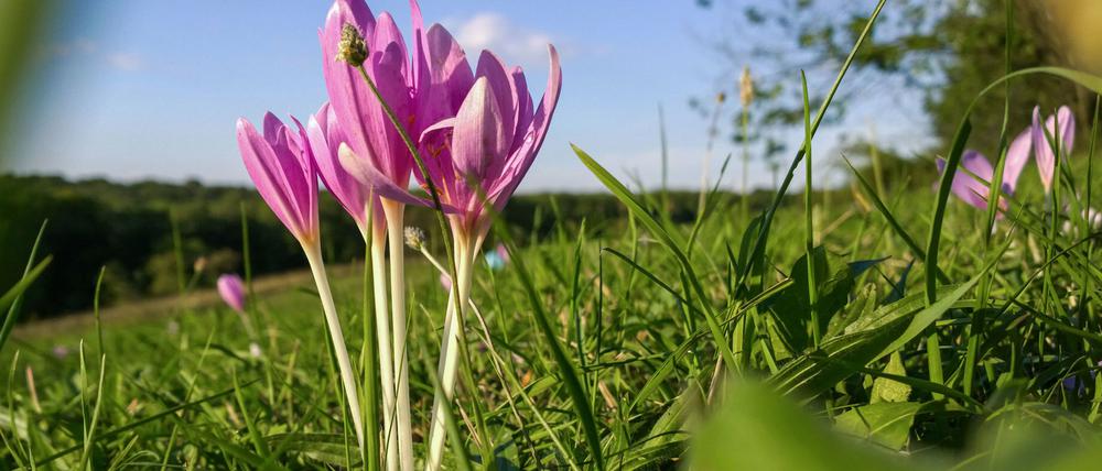 Im Frühjahr soll der Kiez im bunten Blütenmeer erstrahlen.