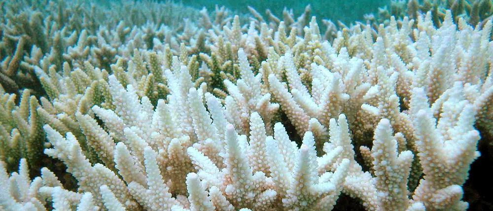 Ist das Wasser zu warm, bleichen die Korallen aus - wie hier am Great Barrier Reef vor der Ostküste Australiens.