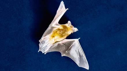 Fledermaus