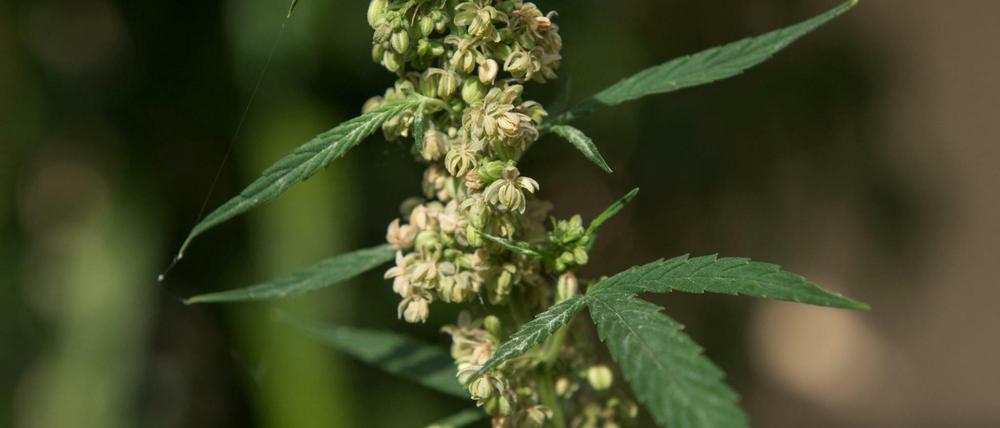 Eine Hanf-Pflanze (Cannabis): In Albanien wurde ziemlich viel davon verbrannt. Nämlich Pflanzen im Wert von mehr als sieben Milliarden Euro.