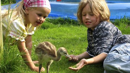 Kinder spielen mit einem jungen Nandu