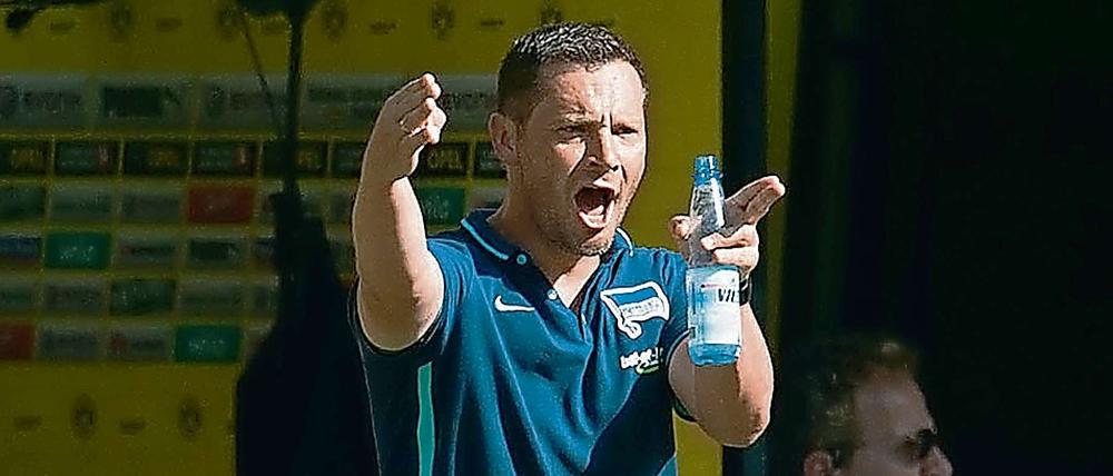 Gut gebrüllt, Trainer. Pal Dardai bei der Arbeit.