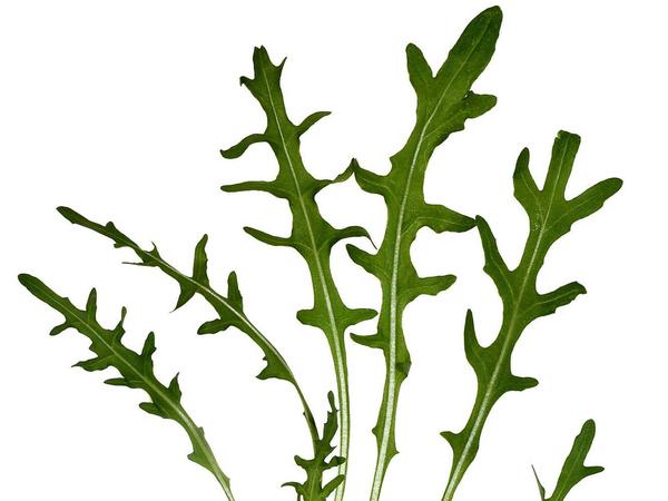 Rucolablätter sind der letzte Schrei in jedem Salat.