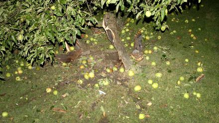 Das Polizeibild vom 15.09.2015 zeigt einen gesprengten Apfelbaum in Unna (Nordrhein-Westfalen). Mit einer ebenso rabiaten wie verbotenen Methode hat ein junger Mann in Unna einen Apfelbaum im Garten gefällt. Der 23-Jährige stopfte manipuliertes Feuerwerk in den Stamm und jagte den Baum am Dienstagabend in die Luft, wie die Polizei am Mittwoch (16.09.2015) mitteilte.