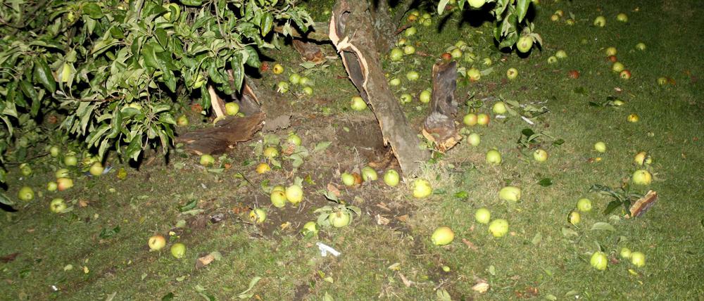Das Polizeibild vom 15.09.2015 zeigt einen gesprengten Apfelbaum in Unna (Nordrhein-Westfalen). Mit einer ebenso rabiaten wie verbotenen Methode hat ein junger Mann in Unna einen Apfelbaum im Garten gefällt. Der 23-Jährige stopfte manipuliertes Feuerwerk in den Stamm und jagte den Baum am Dienstagabend in die Luft, wie die Polizei am Mittwoch (16.09.2015) mitteilte.
