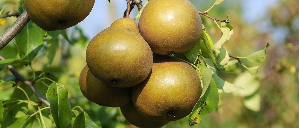 Eine Birne für den Weg? In Parks der City West sollen Obstbäume zum kostenlosen Snacken einladen.