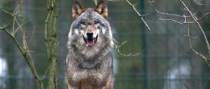 Ein Wolf, aufgenommen am 16.01.2012 im Zoo von Schwerin (Mecklenburg-Vorpommern).