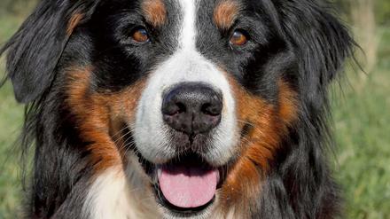 Ein Berner Sennenhund passt in Bernaus Ortsteil Schönow auf das Haus seiner Herrchen auf. Da ist er oft der Einzige.