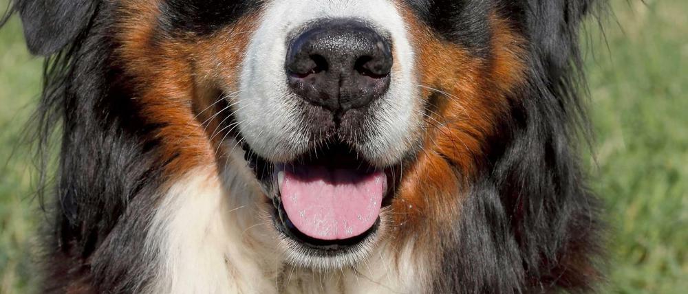 Ein Berner Sennenhund passt in Bernaus Ortsteil Schönow auf das Haus seiner Herrchen auf. Da ist er oft der Einzige.