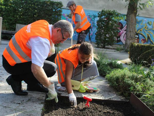 Der Bezirksbürgermeister muss noch lernen. Eine junge Helferin in der Großsiedlung Heerstraße zeigt Helmut Kleebank, Bezirksbürgermeister von Spandau, wie man Blumenzwiebeln einpflanzt.