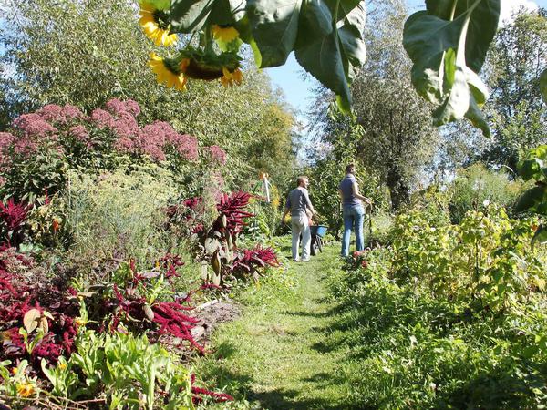 Ist denn wirklich schon Herbst? Im Interkulturellen Garten in Köpenick mag man das kaum glauben.