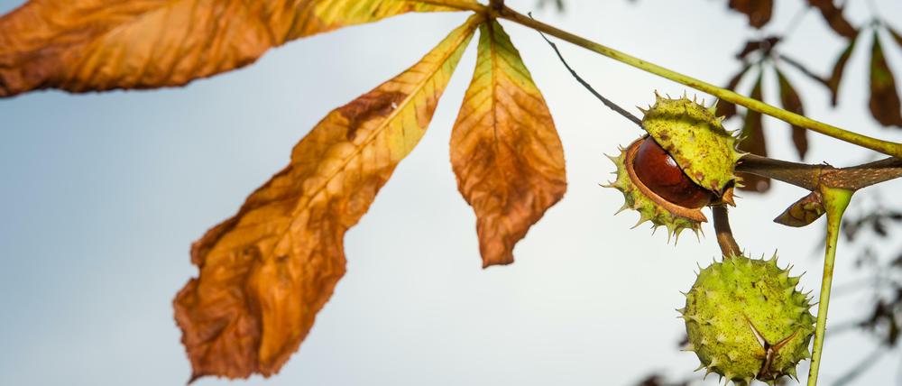 Die dritte Jahreszeit treibt auch im Sport ihre Blüten.