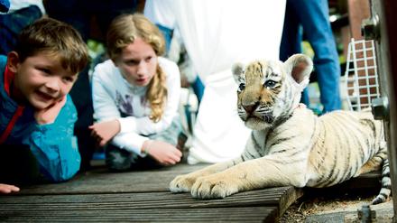 Diego wurde vor etwa sechs Wochen vor der Praxis einer Tierärztin gefunden. Woher die kleine Raubkatze stammt, ist unklar. 