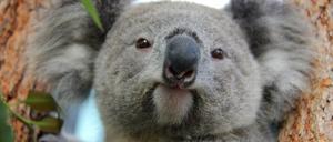 Ein Koala Bär in einem Zoo in Australien. Seinen Artgenossen in freier Wildbahn geht es derzeit an den Kragen - es gibt zu viele von ihnen.
