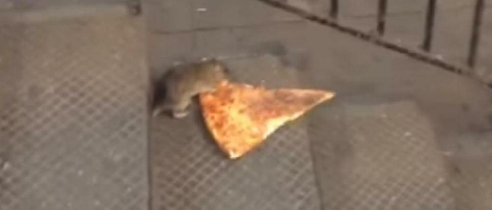 Treppenwitz. Ratte zerrt Pizza.