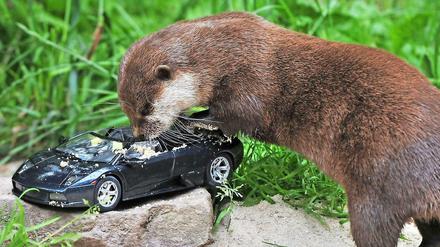 Zwergotter Mörmel im Zoo Aue