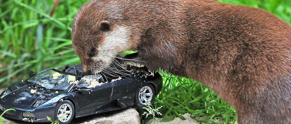 Zwergotter Mörmel im Zoo Aue