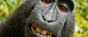 Naruto auf seinem Selfie, das die Naturschutorganisation Peta getwittert hat. Der Affe hatte die Kamera eines Fotografen entwendet und sich selbst abgelichtet.