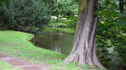 Auch ohne Renaturierung recht idyllisch: Die Panke im Schlosspark Schönhausen.