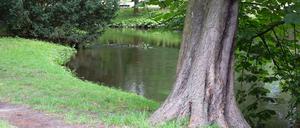 Auch ohne Renaturierung recht idyllisch: Die Panke im Schlosspark Schönhausen.