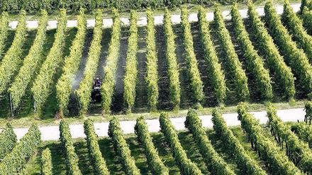 Grün und gespritzt. Auch im Weinbau wird Glyphosat gegen Unkraut eingesetzt.