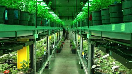 Im «Medecine Man» in Denver wird Marihuana legal gezüchtet und verkauft. Seit Marihuana im US-Bundesstaat Colorado legalisiert wurde, brummt dort das Geschäft mit dem «Gras». 
