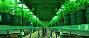 Im «Medecine Man» in Denver wird Marihuana legal gezüchtet und verkauft. Seit Marihuana im US-Bundesstaat Colorado legalisiert wurde, brummt dort das Geschäft mit dem «Gras». 