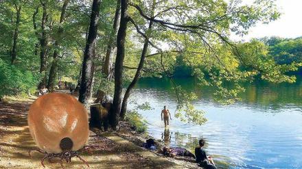  Drei bis fünf Jahre alt wird der Gemeine Holzbock.